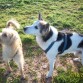 MIS DOS AMORES PERRUNOS